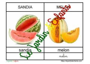 L'imagier des "Fruits et légumes" Espagnol