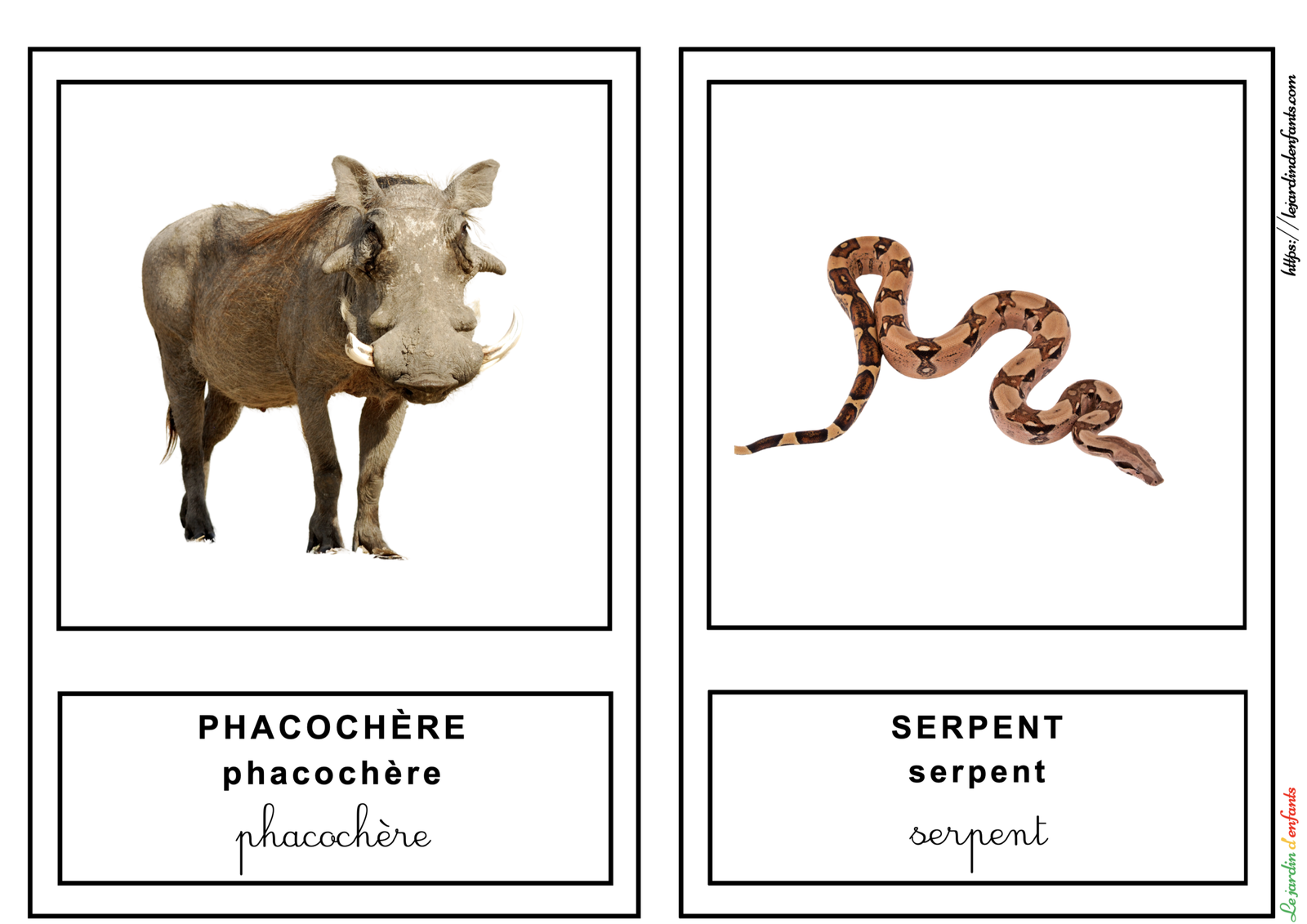 L'imagier des "Animaux" Français/3 écritures – Image 7